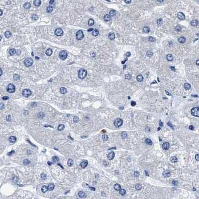 Immunohistochemistry-Paraffin: HOOK1 Antibody [NBP1-81744]