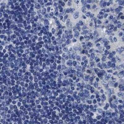 Immunohistochemistry-Paraffin: HOOK1 Antibody [NBP1-81744]