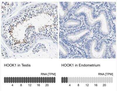 Immunohistochemistry-Paraffin: HOOK1 Antibody [NBP1-81745]