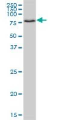 Western Blot: HOOK1 Antibody [H00051361-B01P]