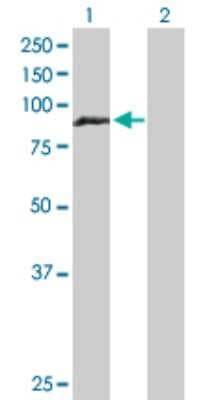 Western Blot: HOOK1 Antibody [H00051361-D01P]