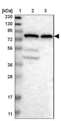 Western Blot: HOOK1 Antibody [NBP1-81744]