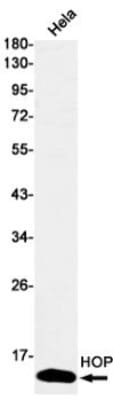 Western Blot: HOP Antibody (S06-4F8) [NBP3-19962]