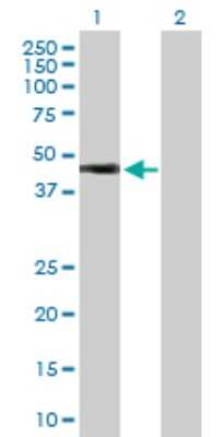 Western Blot: HOXA1 Antibody [H00003198-D01P]