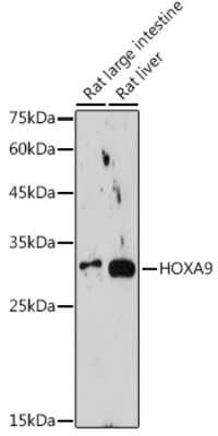 Western Blot: HOXA9 Antibody (9X1L6) [NBP3-15720]