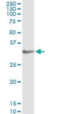 Immunoprecipitation: HOXB1 Antibody (2F12) [H00003211-M06]