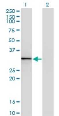 Western Blot: HOXB1 Antibody (2F12) [H00003211-M06]