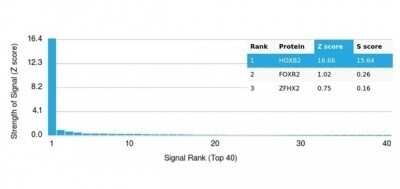 Protein Array: HOXB2 Antibody (PCRP-HOXB2-1F2) [NBP3-13937]