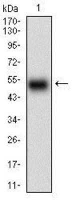 Western Blot: HOXB4 Antibody (3A2F2)BSA Free [NBP2-37257]