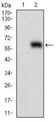 Western Blot: HOXB4 Antibody (3A2F2)BSA Free [NBP2-37257]