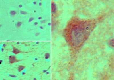 Immunohistochemistry-Paraffin: HOXB4 Antibody [NBP2-24561]