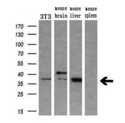 Western Blot: HOXC11 Antibody (OTI3E10) [NBP2-00499]