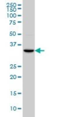 Western Blot: HOXC4 Antibody (1E9) [H00003221-M01]