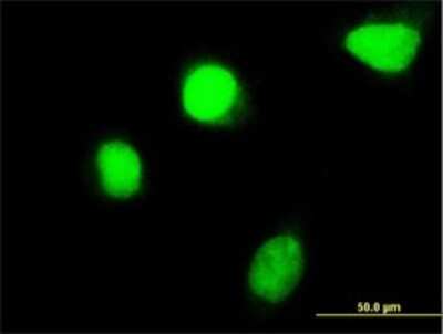 Immunocytochemistry/ Immunofluorescence: HOXC4 Antibody (2D6) [H00003221-M02]