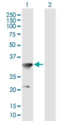 Western Blot: HOXC8 Antibody [H00003224-B01P]