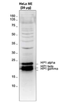 Western Blot: HP1 Alpha, Beta, and Gamma Antibody [NBP3-18651]