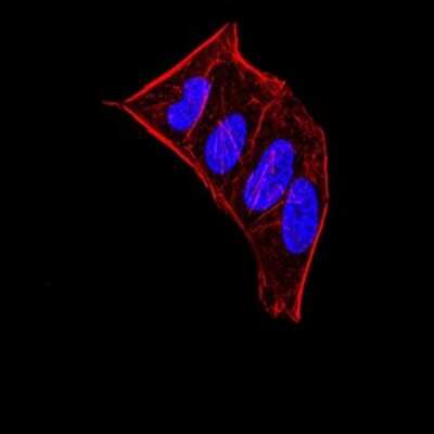 Immunocytochemistry/ Immunofluorescence: HP1 alpha Antibody (1B10B2) - BSA Free [NBP2-52433]