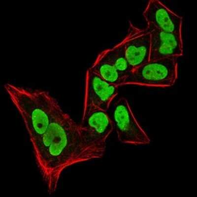 Immunocytochemistry/ Immunofluorescence: HP1 alpha Antibody (2H4E9) - BSA Free [NBP2-52420]