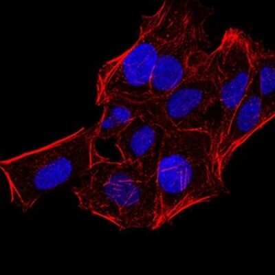 Immunocytochemistry/ Immunofluorescence: HP1 alpha Antibody (3A11F8) - BSA Free [NBP2-52434]