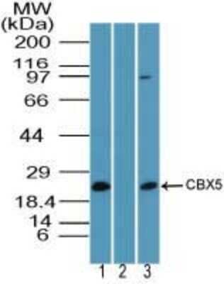 Western Blot: HP1 alpha Antibody [NBP2-24602]