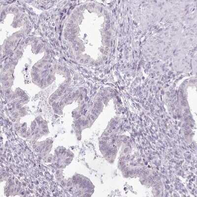 Immunohistochemistry-Paraffin: HPD Antibody [NBP1-89366]
