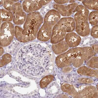 Immunohistochemistry-Paraffin: HPD Antibody [NBP1-89366]