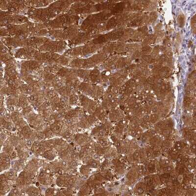 Immunohistochemistry-Paraffin: HPD Antibody [NBP1-89366]