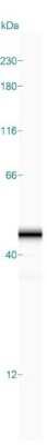Simple Western: HPF1 Antibody [NBP1-93973]