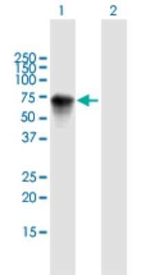 Western Blot: HPRG Antibody [H00003273-B01P]