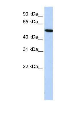 Western Blot: HPRG Antibody [NBP1-80492]