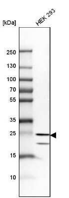 Western Blot: HPRT Antibody [NBP1-92006]