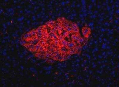 Immunocytochemistry/ Immunofluorescence: HPi1 Antibody (HIC0-4F9) [NBP1-18872]