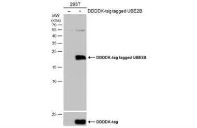 Western Blot: HR6B/UBE2B Antibody [NBP2-20781]