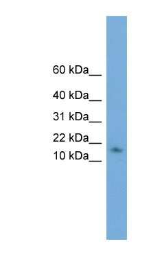 Western Blot: HRSP12 Antibody [NBP1-57084]