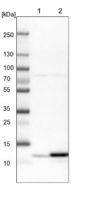 Western Blot: HRSP12 Antibody [NBP1-82452]