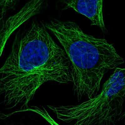 Immunocytochemistry/ Immunofluorescence: HS3ST3A1 Antibody [NBP2-56398]