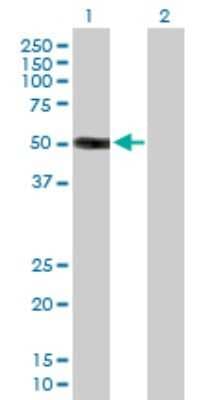 Western Blot: HS3ST3A1 Antibody [H00009955-B01P]