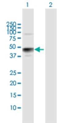 Western Blot: HS3ST3A1 Antibody [H00009955-D01P]