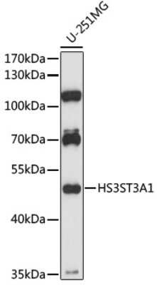 Western Blot: HS3ST3A1 AntibodyAzide and BSA Free [NBP3-05038]