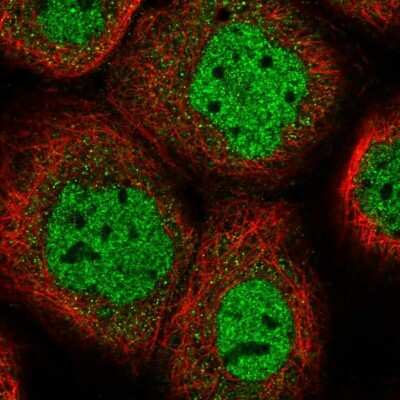 Immunocytochemistry/ Immunofluorescence: Heparan Sulfate 6-O-Sulfotransferase 1/HS6ST1 Antibody [NBP1-92010]