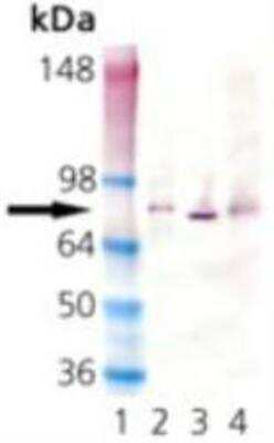 Western Blot: HSPA8/HSC71/Hsc70 Antibody (1D9) [NBP1-97498]