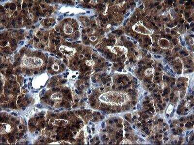 Immunohistochemistry-Paraffin: HSCB Antibody (OTI3E1) [NBP2-46506]