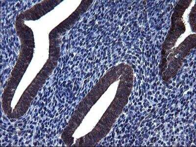 Immunohistochemistry-Paraffin: HSCB Antibody (OTI3E1) [NBP2-46506]