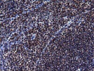 Immunohistochemistry-Paraffin: HSCB Antibody (OTI3E1) [NBP2-46506]