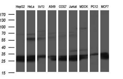 Western Blot: HSCB Antibody (OTI3E1) [NBP2-46506]