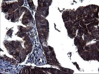 Immunohistochemistry: HSCB Antibody (OTI3E1) - Azide and BSA Free [NBP2-72415]