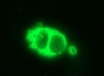 Immunocytochemistry/ Immunofluorescence: HSD17B4 Antibody (OTI4C4) - Azide and BSA Free [NBP2-70947]
