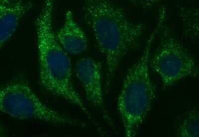 Immunocytochemistry/ Immunofluorescence: HSD17B4 Antibody (OTI4C4) - Azide and BSA Free [NBP2-70947]