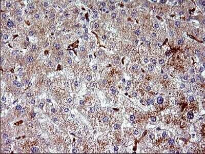 Immunohistochemistry: HSD17B4 Antibody (OTI4C4) - Azide and BSA Free [NBP2-70947]