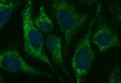 Immunofluorescence: HSD17B4 Antibody (OTI4C4) [NBP2-46005]